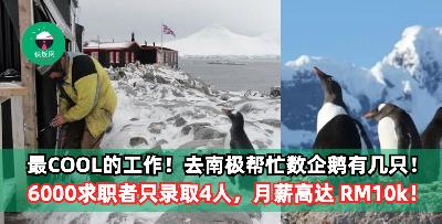 世界上最COOL的工作，只需去南极帮忙数企鹅有几只！6000求职者只录取4人，月薪高达 RM10k！