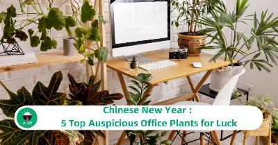 Chinese New Year : 5 Top Auspicious Office Plants for Luck